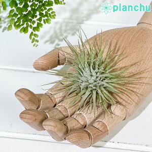 PLANCHU GAvc eBWA CIi^ t@C[t MTCY 1 W8×H8cmO ĕt Tillandsia ionantha cv. GA[vc `WA