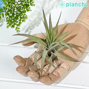 PLANCHU GAvc eBWA Js^[^ s[` MTCY 1 W10×H10cmO ĕt Tillandsia capitata ePeachf GA[vc `WA