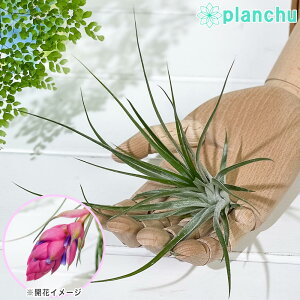 PLANCHU GAvc eBWA XgN^ MKeBNX MTCY 1 W15×H15cmO ĕt Tillandsia stricta eGiganticusf GA[vc `WA