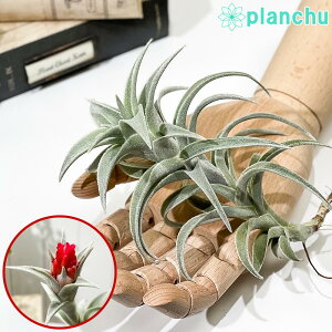 PLANCHU GAvc eBWA GfBVAG LTCY 1 W10×H15cmO ĕt Tillandsia edithae GA[vc `WA