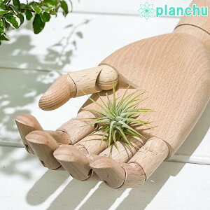 PLANCHU ���[���֔��� �G�A�v�����c �e�B�����W�A �C�I�i���^ S�T�C�Y 1�� W3×H3cm�O�� ��ĕ��������t�� Tillandsia ionantha �G�A�[�v�����c �`�����W�A