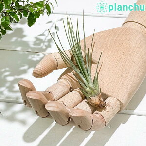 PLANCHU [֔ GAvc eBWA WVtHA STCY 1 W4×H10cmO ĕt Tillandsia juncifolia GA[vc `WA