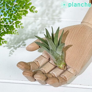PLANCHU [֔ GAvc eBWA uLJEX STCY 1 W5×H7cmO ĕt Tillandsia brachycaulos GA[vc `WA