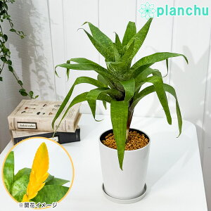 PLANCHU �ϗt�A�� �t���[�Z�A �I�X�s�i�G 4���� �󂯎M�t�� ��ĕ��������t�� Vriesea ospinae �u�������A