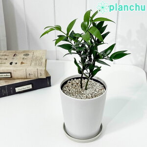 PLANCHU ϗtA iM 4 󂯎Mt ĕt Nageia nagi  _̏h KĂԖ т̖ vw~̖