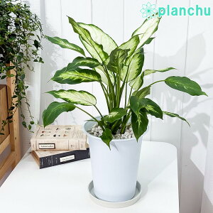 PLANCHU ϗtA fBtFoLA J~[ 6 󂯎Mt ĕt Dieffenbachia eCamillef ACh