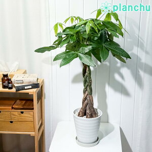 PLANCHU ϗtA pL ҂ 7 󂯎Mt ĕt Pachira glabra  ˂