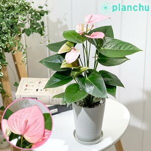 PLANCHU �ϗt�A�� �A���X���E�� ���C�����s���N�`�����s�I�� 4���� �󂯎M�t�� ��ĕ��������t�� Anthurium andraeanum �eRoyal Pink Champion�f �A���X�����[�� �A���C�h ���� �s���N�n