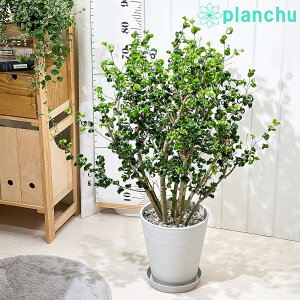 PLANCHU ϗtA tBJX xW~ obN 8 󂯎Mt ĕt PVP Ficus benjamina eBarokf K^ĂԖ SmL