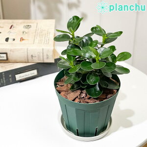 PLANCHU ϗtA KW} Rp_KW} 4Xbg 󂯎Mt ĕt Ficus microcarpa tBJX ~NJp ̏h