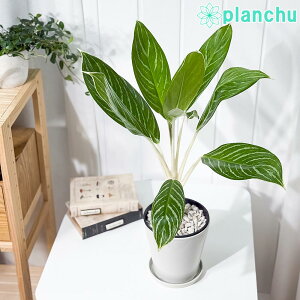 PLANCHU ϗtA AOIl} Xm[zCg 5 󂯎Mt ĕt Aglaonema commutatum eSnow Whitef K^C̕ ACh