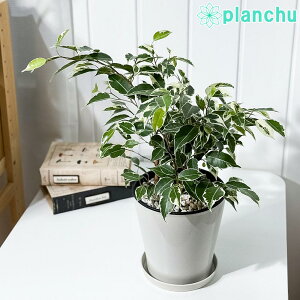 PLANCHU ϗtA tBJX xW~ X^[Cg 5 󂯎Mt ĕt Ficus benjamina eStar Lightf K^ĂԖ SmL