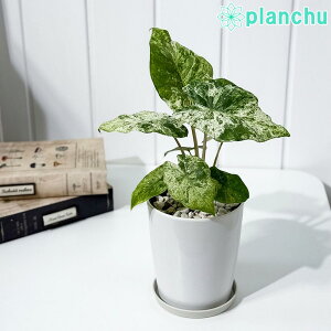 PLANCHU ϗtA AJVA Ih oeBbN 4 󂯎Mt ĕt Alocasia odora eBatikf NYC oGK[^  ACh