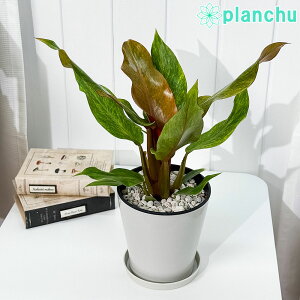 PLANCHU ϗtA tBfh IW}[}[h 5 󂯎Mt ĕt Philodendron eOrange Marmaladef ACh