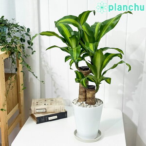 PLANCHU ϗtA hZi }bTQAi 5 󂯎Mt ĕt Dracaena fragrans eMassangeanaf K̖