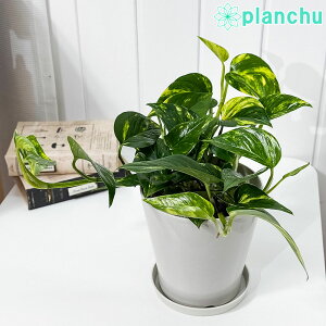 PLANCHU ϗtA |gX VGX^ 5 󂯎Mt ĕt PVP Epipremnum aureum eSiestaf Gsvi ACh