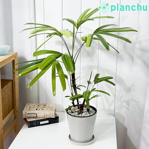 PLANCHU �ϗt�A�� �J���m���`�N �A���j�V�L 5���� �󂯎M�t�� ��ĕ��������t�� Rhapis excelsa �eAyanishiki�f ���s�X �G�N�X�P���T �ω��| ���� ���V