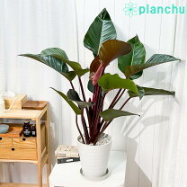 楽天市場】フィロデンドロン ロジョコンゴの通販