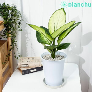 PLANCHU ϗtA fBtFoLA gsbN }Ak 6 󂯎Mt ĕt Dieffenbachia eTropic Mariannef ACh