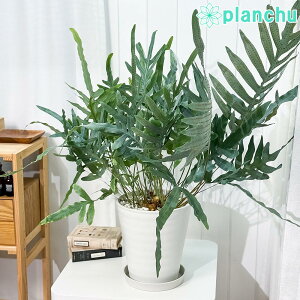 PLANCHU ϗtA t{fBE u[X^[ 8 󂯎Mt ĕt Phlebodium aureum eMandaianumf V_A 唫 [