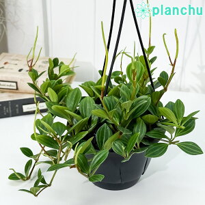 PLANCHU ϗtA yy~A tFA[ 5݂蔫 ĕt Peperomia eFairyf