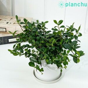 PLANCHU ϗtA tBJX VO 4 󂯎Mt ĕt Ficus vaccinioides 鐫KW} enCkr obLjICfX