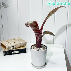 PLANCHU ϗtA rxMA iJo×JGej× Xgx[ 4 󂯎Mt ĕt Billbergia (eCarambaf × fCalientef) × eStrawberryf uA