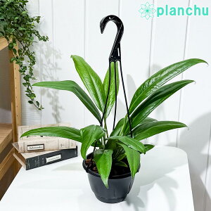 PLANCHU �ϗt�A�� �A���X���E�� �o�[�P���[ 5���݂蔫 ��ĕ��������t�� Anthurium bakeri �A���C�h ����n