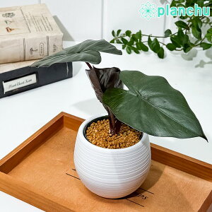 PLANCHU �ϗt�A�� �A���J�V�A ���^���J 3���۔� �󂯎M�t�� ��ĕ��������t�� Alocasia indica var. metallica �A���C�h