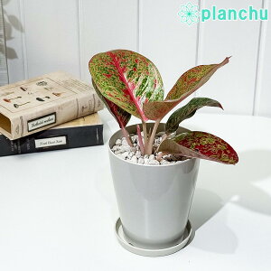 PLANCHU ϗtA AOIl} bh[NX 4 󂯎Mt ĕt Aglaonema eRed Worksf K^C̕ ACh