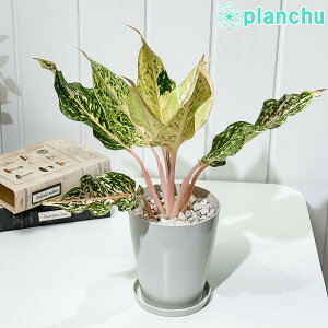 PLANCHU ϗtA AOIl} X^[_XgIW 4 󂯎Mt ĕt Aglaonema eStardust Orangef K^C̕ ACh