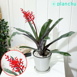 PLANCHU �ϗt�A�� �G�N���A �t���Q���X 5���� �󂯎M�t�� ��ĕ��������t�� Aechmea fulgens �T���S�A�i�i�X �u�������A
