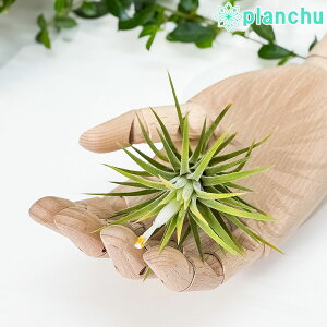 PLANCHU GAvc eBWA CIi^ Arm MTCY 1 W6×H7cmO ĕt Tillandsia ionantha eAlbinof GA[vc `WA