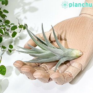 PLANCHU GAvc eBWA AGgX U sN 1 W5×H10cmO ĕt Tillandsia aeranthos eThe Pinkf GA[vc `WA