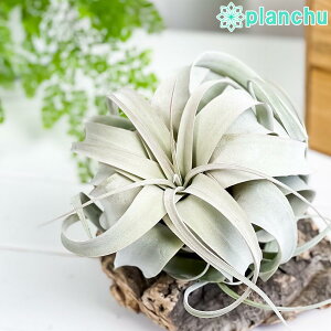 PLANCHU GAvc eBWA LZOtBJ MTCY 1 W15×H12cmO ĕt Tillandsia xerographica GA[vc `WA