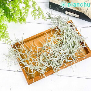 PLANCHU [֔ GAvc eBWA EXlICfX t MTCY 1 W8×H40cmO ĕt Tillandsia usneoides GA[vc `WA
