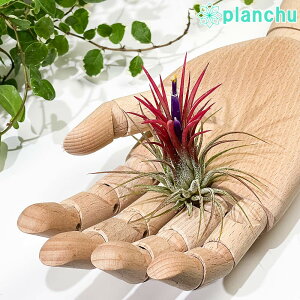 PLANCHU GAvc eBWA CIi^ tGS MTCY 1 W5×H6cmO ĕt Tillandsia ionantha eFuegof GA[vc `WA