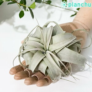 PLANCHU GAvc eBWA LZOtBJ STCY 1 W10×H8cmO ĕt Tillandsia xerographica GA[vc `WA