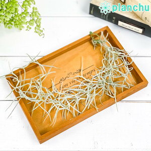 PLANCHU [֔ GAvc eBWA EXlICfX t STCY 1 H30cmO ĕt Tillandsia usneoides GA[vc `WA