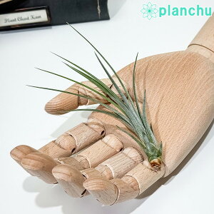 PLANCHU [֔ GAvc eBWA WZA STCY 1 W3×H10cmO ĕt Tillandsia juncea GA[vc `WA