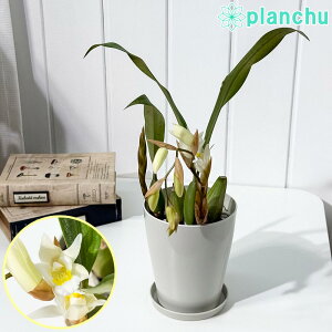 PLANCHU m ZWl C^[fBA 4 󂯎Mt ĕt Coelogyne eIntermediaf