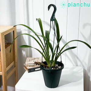 PLANCHU m VrWE tHASbgt[c 6݂蔫 ĕt Cymbidium eForgotten Fruitsf ~co` LEw VrW[
