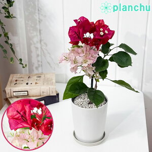 PLANCHU MщԖ u[QrA `R[gptF u[Pd 4 󂯎Mt ĕt PVP Bougainvillea cv.  ϗtA