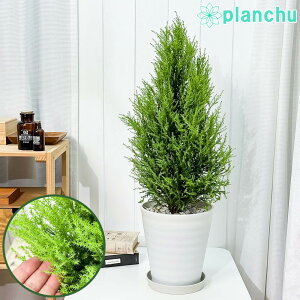 PLANCHU ϗtA Rjt@[ S[hNXg EB} 7 󂯎Mt ĕt Cupressus macrocarpa eWilmaf  A jt NX}Xc[