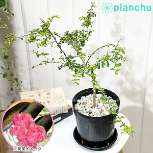 PLANCHU Mщʎ tBK[C ~A[Y 6Xbg 󂯎Mt Citrus australasica cv. t[cLrA ʎc kc ϗtA