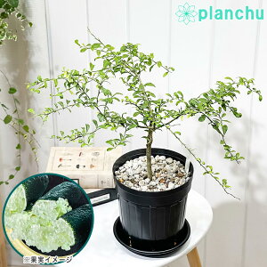 PLANCHU Mщʎ tBK[C O[AXgr 6Xbg 󂯎Mt ĕt Citrus australasica cv. t[cLrA ʎc kc ϗtA
