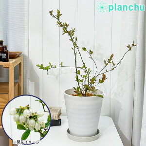 PLANCHU ʎ u[x[ z[x 7 󂯎Mt ĕt Vaccinium virgatum eHome Bellf rbgACn c 