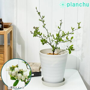 PLANCHU 果樹 ブルーベリー モンゴメリー 7号鉢 受け皿付き 育て方説明書付き Vaccinium virgatum ‘Montgomery’ ラビットアイ系 苗木 庭木