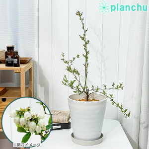 PLANCHU ʎ u[x[ {[hEB 7 󂯎Mt ĕt Vaccinium virgatum eBald Winf rbgACn c 