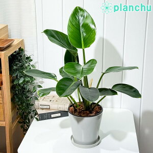 PLANCHU �ϗt�A�� �t�B���f���h���� �O���[���v�����Z�X 5���� �󂯎M�t�� ��ĕ��������t�� Philodendron �eGreen Princess�f �A���C�h